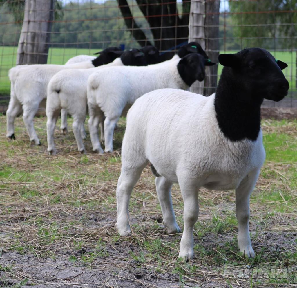 Dorper-Sheep-for-sale.jpg