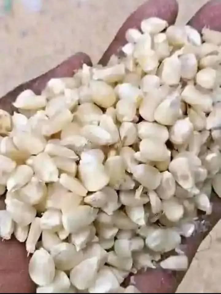 White Maize Corn for Sale 01 White Maize for Sale