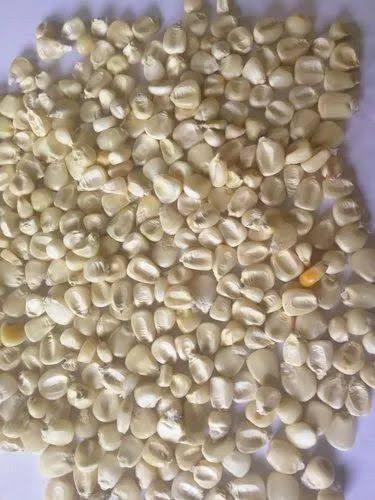 White Maize Corn for Sale 02 Bulk white maize, premium white maize, white maize supplier, white maize bulk sale, organic maize for sale, high-quality maize, wholesale maize supplier, non-GMO white maize, sustainable maize farming, maize for human consumption, factory-use maize, export-grade maize, yearly maize contracts, buy bulk maize online, South Africa maize supplier, white maize for export, food industry maize, milling-grade maize, maize bulk purchase, wholesale maize prices, grain farm maize supply, bulk organic maize, white maize worldwide shipping, reliable maize supplier, large-scale maize orders, export quality maize, white maize farming, bulk maize for food production, trusted maize suppliers, affordable bulk maize.