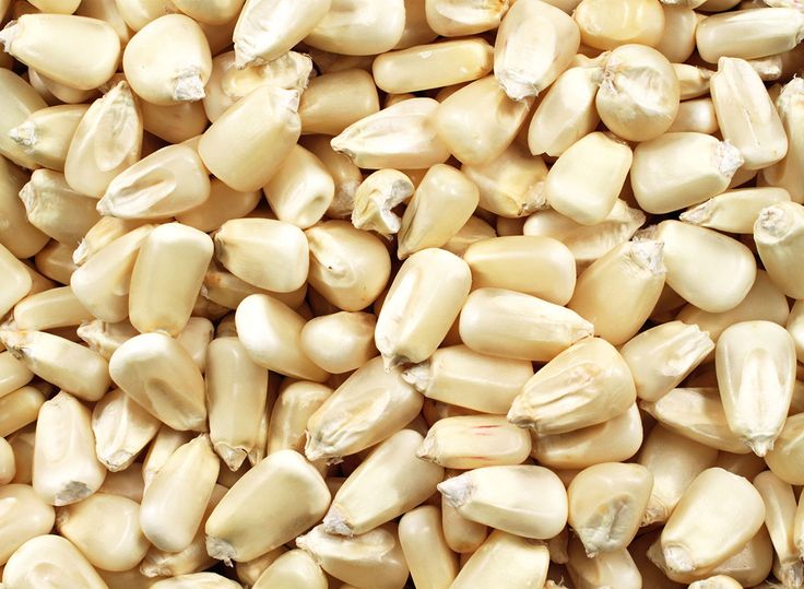 White Maize Corn for Sale 03 White Maize for Sale