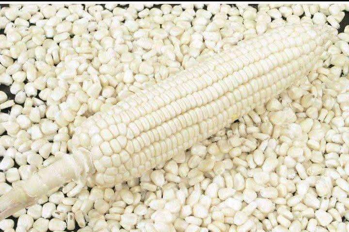 White Maize for Sale Bulk white maize, premium white maize, white maize supplier, white maize bulk sale, organic maize for sale, high-quality maize, wholesale maize supplier, non-GMO white maize, sustainable maize farming, maize for human consumption, factory-use maize, export-grade maize, yearly maize contracts, buy bulk maize online, South Africa maize supplier, white maize for export, food industry maize, milling-grade maize, maize bulk purchase, wholesale maize prices, grain farm maize supply, bulk organic maize, white maize worldwide shipping, reliable maize supplier, large-scale maize orders, export quality maize, white maize farming, bulk maize for food production, trusted maize suppliers, affordable bulk maize.